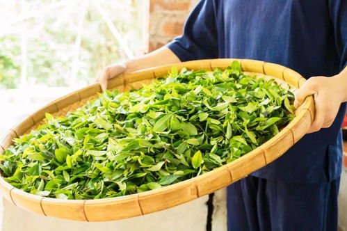 惠州有一款茶，現(xiàn)在品嘗剛剛好——探尋東江畔的茶葉種植之美